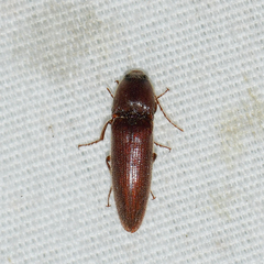 Melanotus paralellus