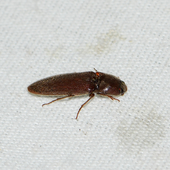 Melanotus paralellus