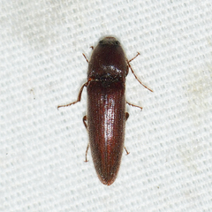 Melanotus paralellus