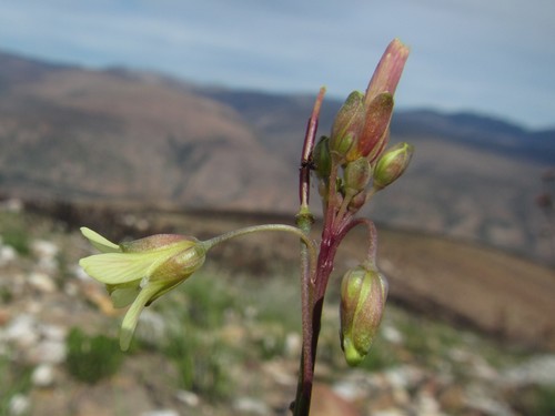Image of Heliophila elongata by (c) douglaseustonbrown, some rights reserved (CC BY-SA)