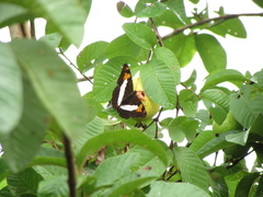 Adelpha phylaca phylaca