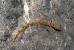 Asaccus platyrhynchus