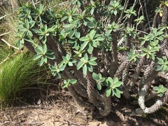 Euphorbia fianarantsoae image