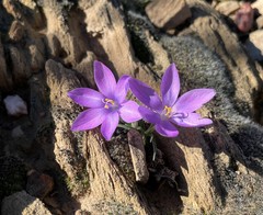 Syringodea derustensis