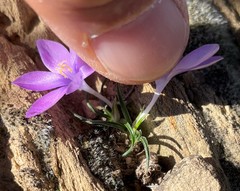 Syringodea derustensis
