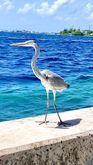 Ardea cinerea