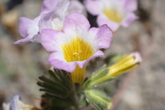 Phacelia bicolor