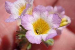 Phacelia bicolor