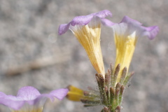 Phacelia bicolor