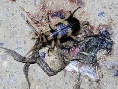 Pheropsophus javanus