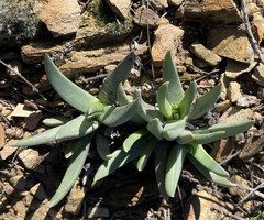 Marlothistella uniondalensis