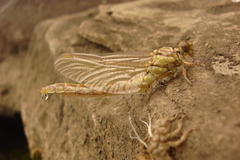 Stylurus flavipes
