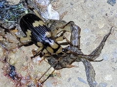 Pheropsophus javanus