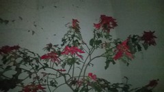 Euphorbia pulcherrima