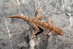 Ptyodactylus orlovi