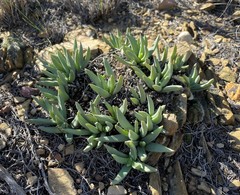 Marlothistella uniondalensis