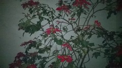 Euphorbia pulcherrima