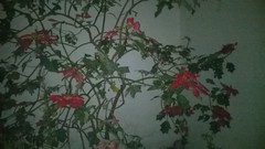 Euphorbia pulcherrima