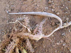 Ceropegia polita image