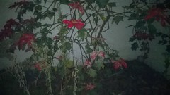 Euphorbia pulcherrima