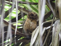 Otus lempiji