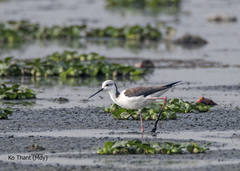 Himantopus himantopus