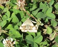 Heliothis adaucta