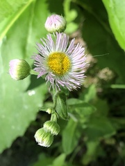 Erigeron philadelphicus philadelphicus