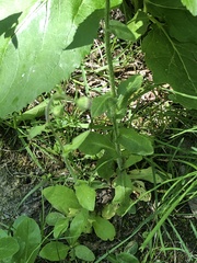 Erigeron philadelphicus philadelphicus