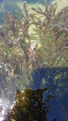 Natrix maura