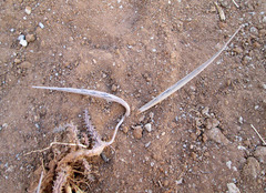 Ceropegia polita image