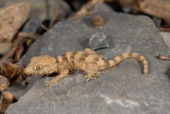 Hajar Banded Ground Gecko photo 2