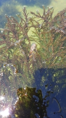 Natrix maura
