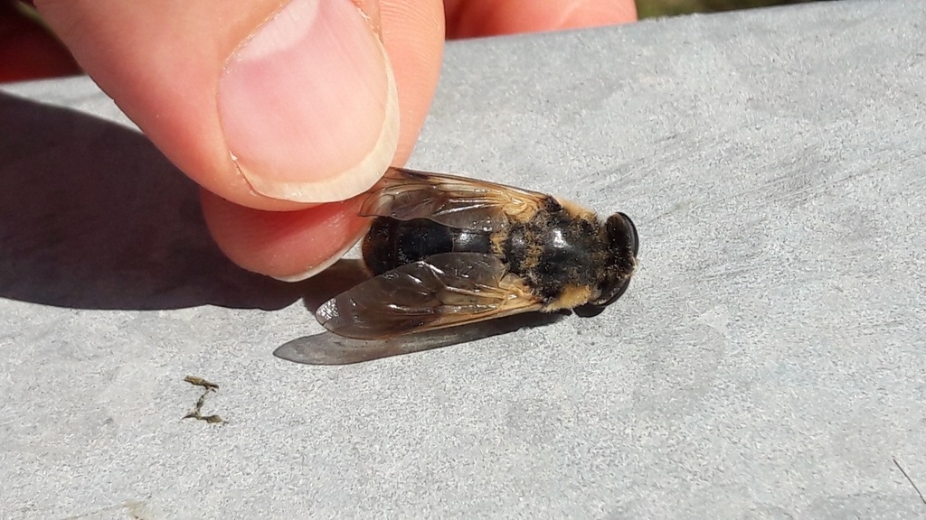 Therioplectes gigas