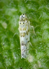 Eupteryx melissae