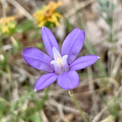 Brodiaea rosea rosea