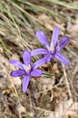 Brodiaea rosea rosea
