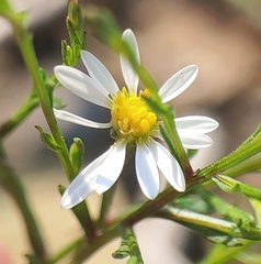 Symphyotrichum depauperatum