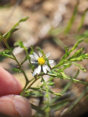 Symphyotrichum depauperatum