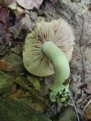 Entoloma