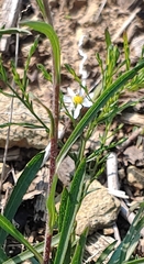 Symphyotrichum depauperatum