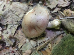 Entoloma