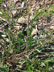 Symphyotrichum depauperatum