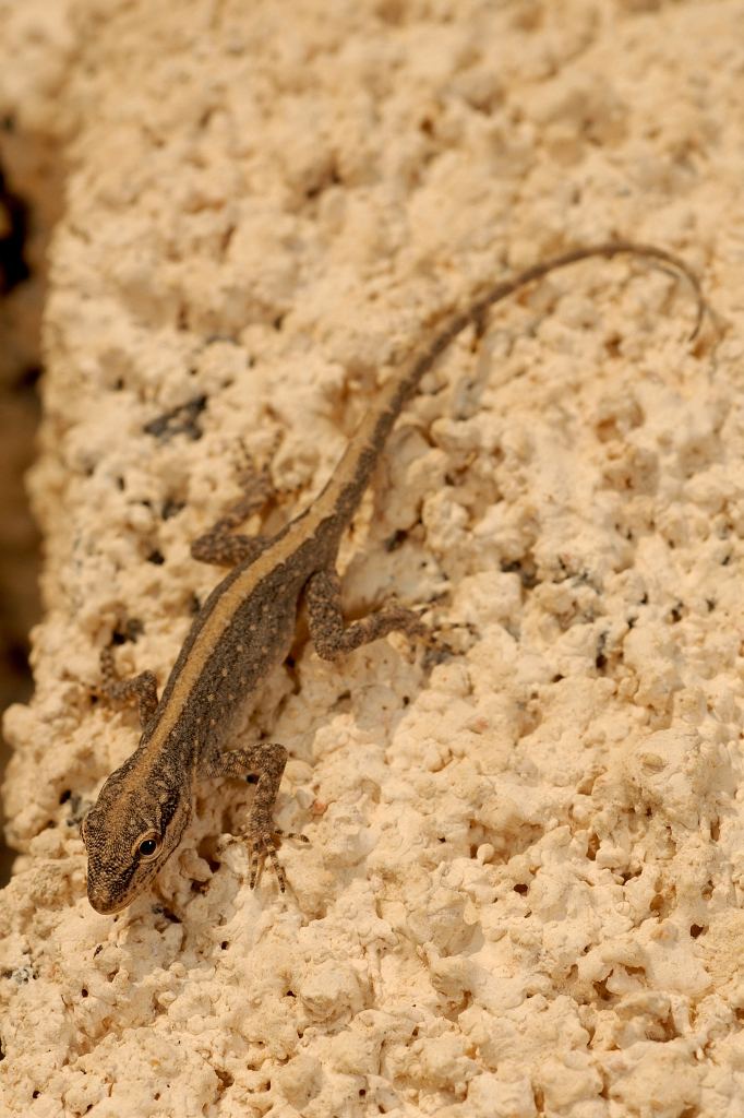 Gallagher's Semaphore Gecko