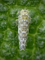 Eupteryx decemnotata