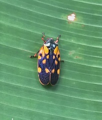 Mahanarva costaricensis