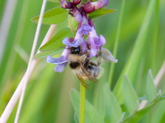 Bombus ruderarius