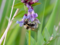 Bombus ruderarius