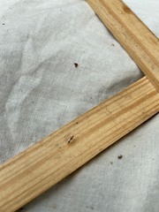 Hyaliodes