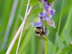 Bombus ruderarius